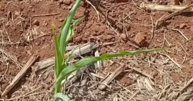 Seca causa prejuízo de R$ 69 milhões em cidade do PR e leva 12 municípios a decretarem emergência g1-pr-5-