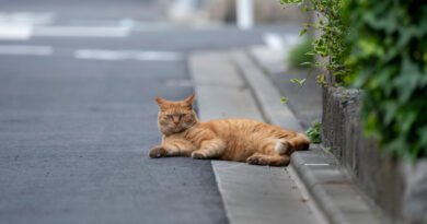 Morador relata transtornos com gatos soltos em bairro de Quatro Pontes
