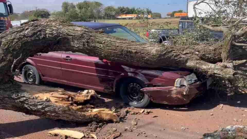 Ventos acima de 60 km/h provocam queda de árvores, danos em casas e carro atingido em Cascavel