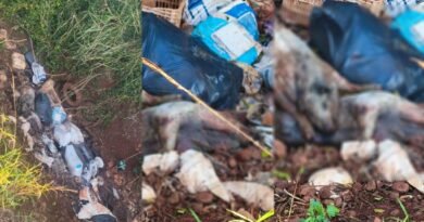 Descarte irregular de suínos mortos e lixo preocupa moradores no interior de Nova Santa Rosa 2026-07-30-09-28-01-imgg0005
