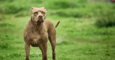 Pitbull solto na rua ameaça pedestres e mobiliza Polícia Militar em Marechal Rondon Pitbull solto na rua ameaça pedestres e mobiliza Polícia Militar em Marechal Rondon