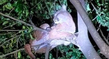 Onça-parda é flagrada em Porto Mendes e chama atenção de moradores image_380x226_6a5ccad792044