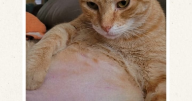 Gato Félix está desaparecido em Quatro Pontes image