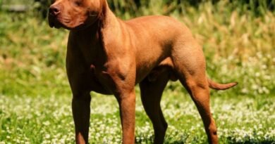 Quatro Pontes: ouvinte alerta para pitbull solto e sem coleira no Jardim Primavera
