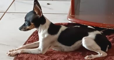 Cachorrinha Nina desaparece nas proximidades do Centro de Eventos de Quatro Pontes Sem título