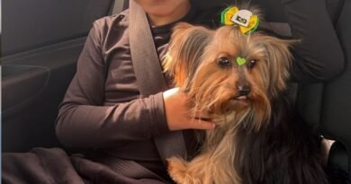 Cachorrinha Kiara está desaparecida e família oferece recompensa em Quatro Pontes Sem título