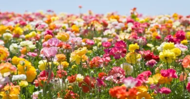 Primavera 2026: com El Niño em ação, saiba como fica o clima no Brasil primavera-1-