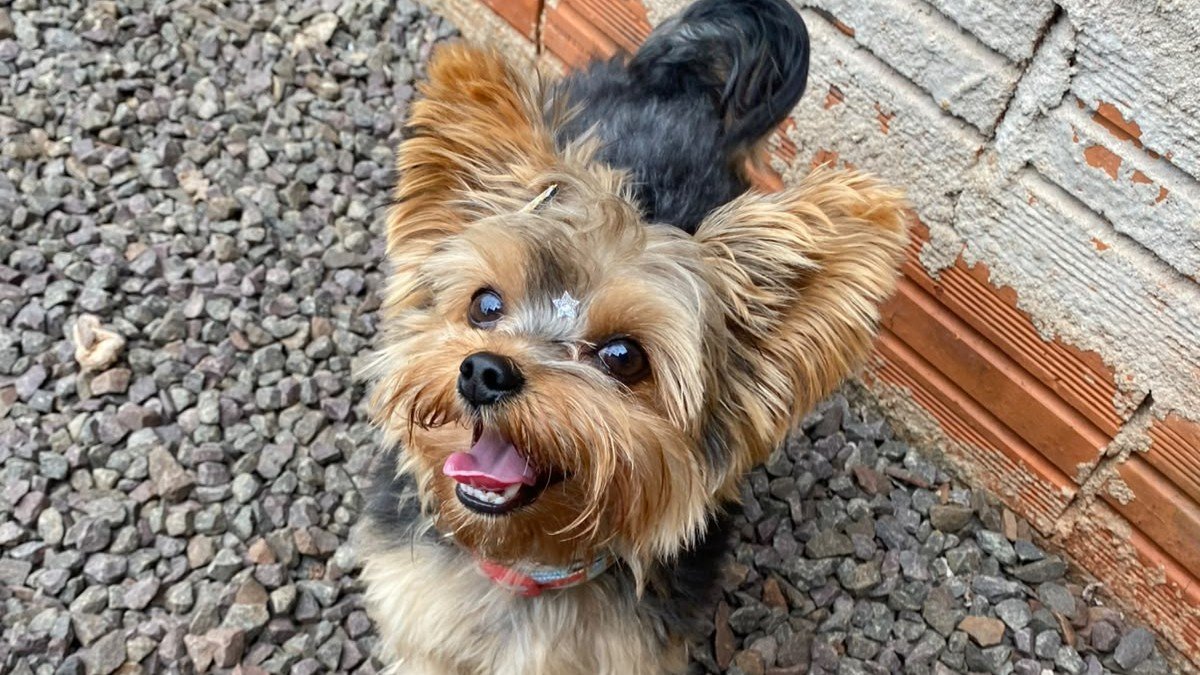 Família procura cachorro desaparecido há cinco dias no bairro Alvorada, em Quatro Pontes