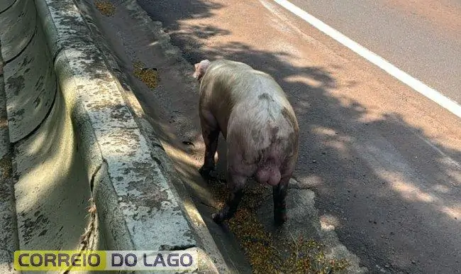 Porco solto causa alvoroço e transtornos em Santa Helena